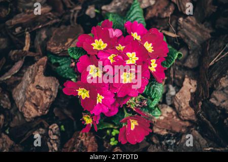 Beautiful  primula acaulis,colorful red yellow flowers with green leaves in ornamental garden,Selective focus Stock Photo