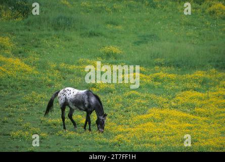 Grazing horse, Broadbent, Rogue-Coquille National Scenic Byway, Oregon Stock Photo