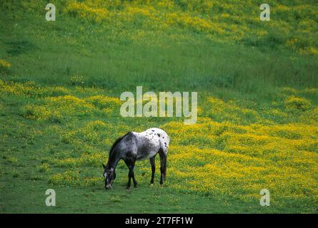 Grazing horse, Broadbent, Rogue-Coquille National Scenic Byway, Oregon Stock Photo