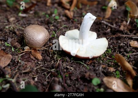 21.09.2023 Pilze sammeln im Wald der umgekippte ist essbar der runde oben braune giftig *** 21 09 2023 Collecting mushrooms in the forest the tipped one is edible the round one on top is poisonous Credit: Imago/Alamy Live News Stock Photo