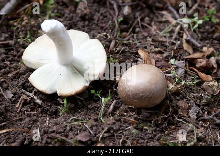 21.09.2023 Pilze sammeln im Wald der umgekippte ist essbar der runde oben braune giftig *** 21 09 2023 Collecting mushrooms in the forest the tipped one is edible the round one on top is poisonous Credit: Imago/Alamy Live News Stock Photo