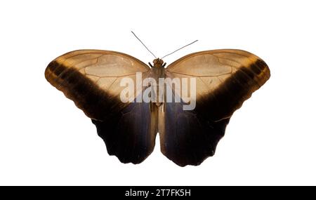 Caligo eurilochus, the forest giant owl, is an owl butterfly (tribe Brassolini of nymphalid subfamily Morphinae). Stock Photo