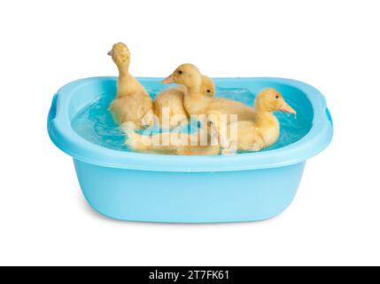 Cute funny little ducklings swim in a small blue basin on a white background. Ducklings bathe. Stock Photo