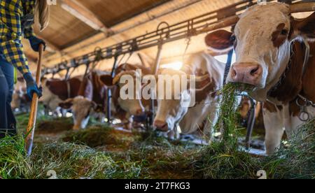 german cows feeding on fresh grass in barn with farmer Stock Photo