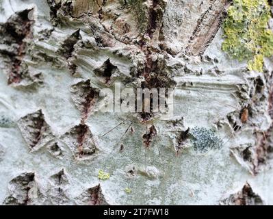 Trembling aspen with harvestmen - The structures of trembling aspen bark provide retreats for harvestmen, which hide there effectively camouflaged. Stock Photo