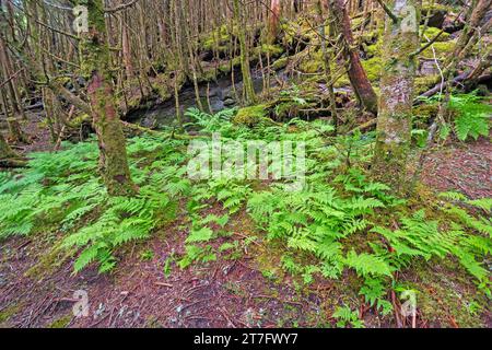 Verdant Ferns Growing on the Forest Floor in Mount Mitchell State Park in North Carolina Stock Photo