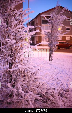 snow covered trees with purple lighting in a suburban setting Stock Photo