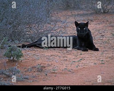 Giza the black panther - a melanistic leopard, (Panthera pardus) with startling yellow eyes resting on dry red earth - Laikipia county, Kenya,Africa Stock Photo