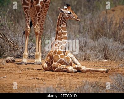 cute baby Reticulated Giraffe (Giraffa camelopardalis reticulata) sitting below larger sibling in acacia scrub of Laikipia, Kenya, Africa Stock Photo
