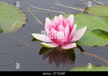 close up og pink coloured lotus flower floating on the surface of the water with lily leaves in the background. Stock Photo