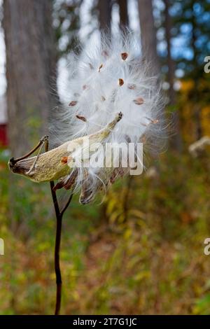 Milkweed seed pod exploding with fluffy white floss in woodlands Stock Photo