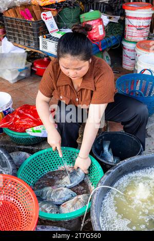 Street of central market, woman selling fishes, Phonsavan, Xiangkhouang province, Laos, Southeast Asia, Asia Stock Photo
