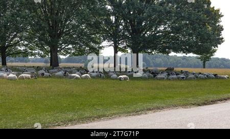 Large flock of Sheep lying under a tree out of the Summer heat in a pasture Stock Photo