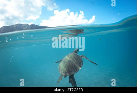 Beautiful Green Sea Turtle Swimming In The Caribbean Sea. Blue Water ...