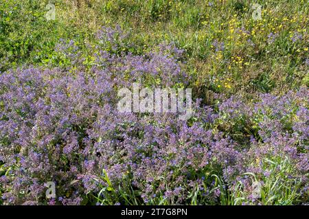 Flowering plants of borage (Borago officinalis), also known as starflower, an annual herb in the flowering plant family Boraginaceae, Savona, Liguria Stock Photo