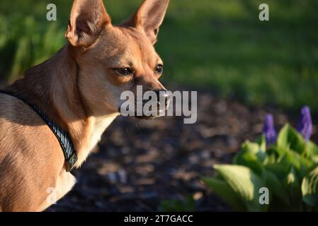 Shi tzu chihuahua mix portrait, outside in the summer Stock Photo
