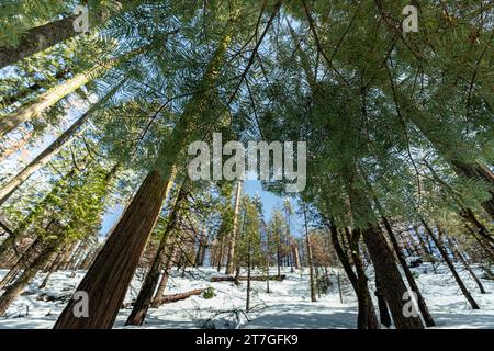 Green pine needle canopy of snow covered redwood grove in winter Stock Photo