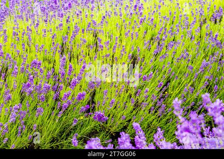 New Zealand, attraction of a lavender farm. Lavender has medicinal properties as well as being a popular fragrance Stock Photo