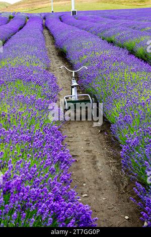 New Zealand, attraction of a lavender farm. Lavender has medicinal properties as well as being a popular fragrance Stock Photo