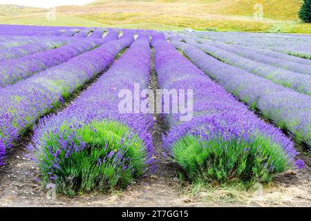 New Zealand, attraction of a lavender farm. Lavender has medicinal properties as well as being a popular fragrance Stock Photo