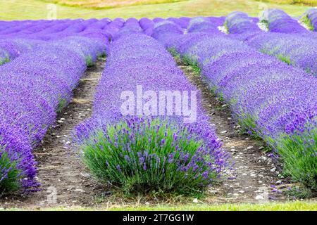 New Zealand, attraction of a lavender farm. Lavender has medicinal properties as well as being a popular fragrance Stock Photo