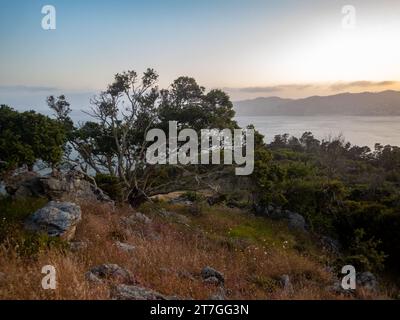 Gnarly tree, rocks, and summer grasses growing on peak of Angel Island looking out over sunset on the Marin Headlands Stock Photo