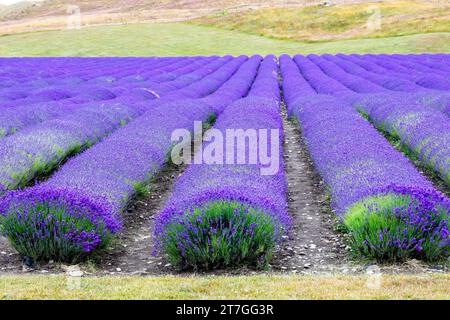 New Zealand, attraction of a lavender farm. Lavender has medicinal properties as well as being a popular fragrance Stock Photo