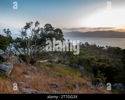 Gnarly tree, rocks, and summer grasses growing on peak of Angel Island looking out over sunset on the Marin Headlands Stock Photo