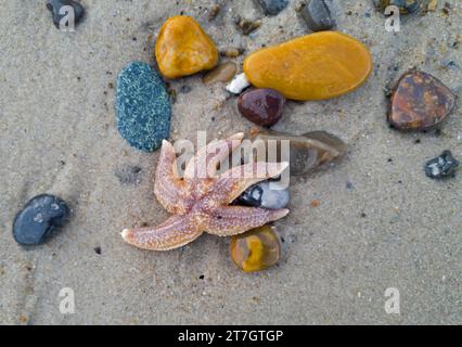Common starfish (Asterias rubens), Common starfish washed up on the beach, Denmark Stock Photo