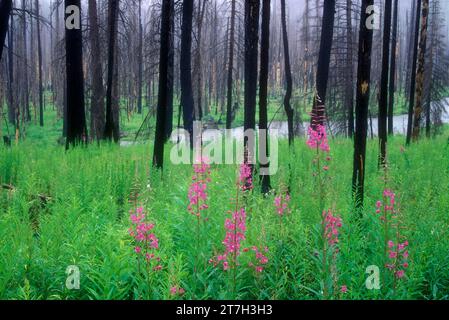 Fireweed in Twin Lakes burn, Imnaha Wild and Scenic River, Eagle Cap Wilderness, Wallowa-Whitman National Forest, Oregon Stock Photo