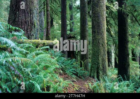 Ancient forest along North Fork Smith River Trail, Kentucky Falls Special Interest Area, Siuslaw National Forest, Oregon Stock Photo