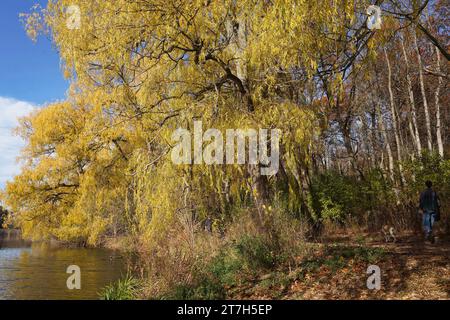 Willow trees changing to a golden color in autumn, beside a river Stock Photo