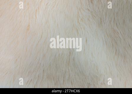 Background picture of a soft fur white carpet. wool sheep fleece closeup texture background. Fake color beige fur fabric. top view. Stock Photo