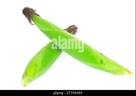 Corn cob isolated on a white background Stock Photo