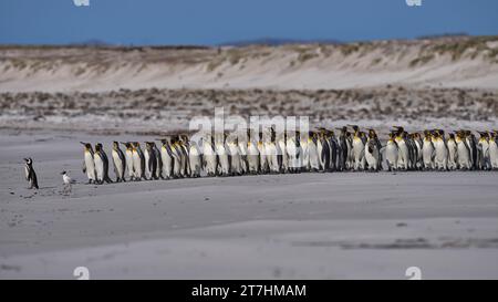 Large group of King Penguins (Aptenodytes patagonicus) and a few Magellanic Penguins (Spheniscus magellanicus) on a sandy beach at Volunteer Point Stock Photo