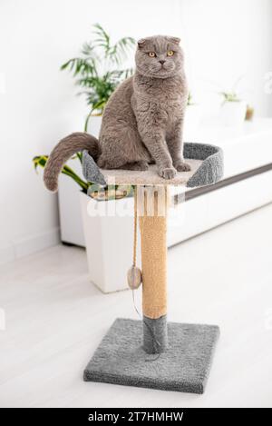 cat plays with a scratching post in the living room. Natural lighting. Stock Photo