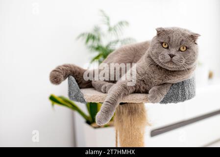 cat plays with a scratching post in the living room. Natural lighting. Stock Photo