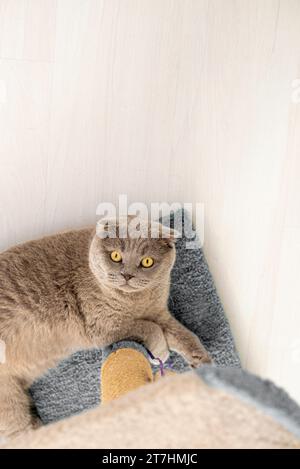 cat plays with a scratching post in the living room. Natural lighting. Stock Photo