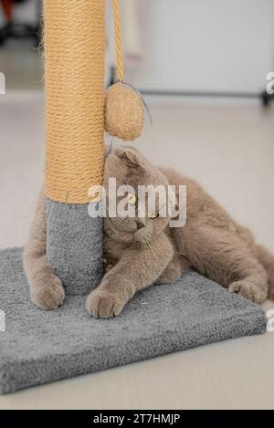 cat plays with a scratching post in the living room. Natural lighting. Stock Photo