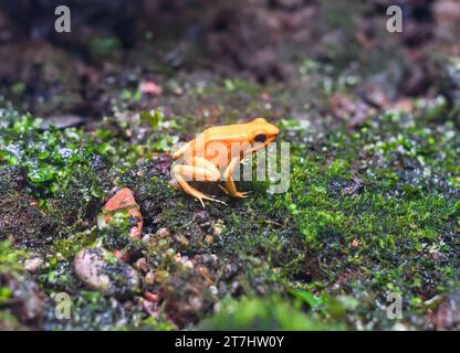 the golden dart frog or golden poison arrow frog Stock Photo