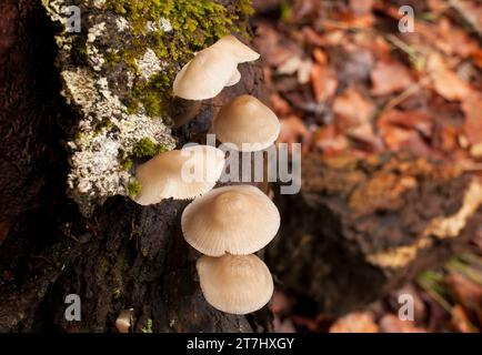 Group of mushrooms on a tree trunk in autumn. Image with shallow depth of field. Stock Photo