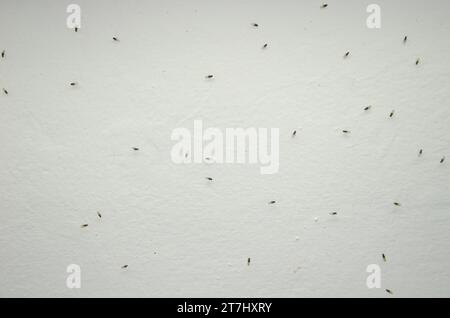 Small fruit flies Drosophila sp. The Nublo Rural Park. Tejeda. Gran Canaria. Canary Islands. Spain. Stock Photo