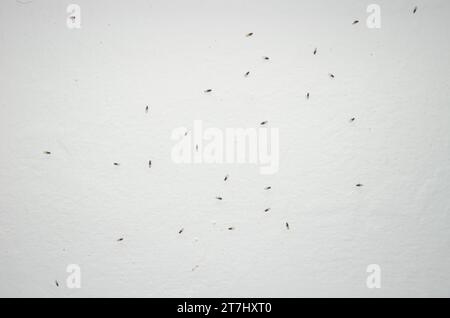 Small fruit flies Drosophila sp. The Nublo Rural Park. Tejeda. Gran Canaria. Canary Islands. Spain. Stock Photo