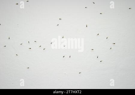 Small fruit flies Drosophila sp. The Nublo Rural Park. Tejeda. Gran Canaria. Canary Islands. Spain. Stock Photo