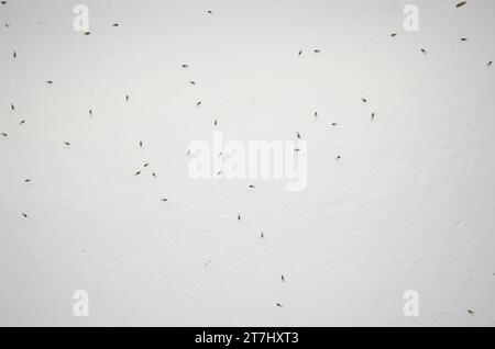 Small fruit flies Drosophila sp. The Nublo Rural Park. Tejeda. Gran Canaria. Canary Islands. Spain. Stock Photo