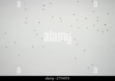 Small fruit flies Drosophila sp. The Nublo Rural Park. Tejeda. Gran Canaria. Canary Islands. Spain. Stock Photo