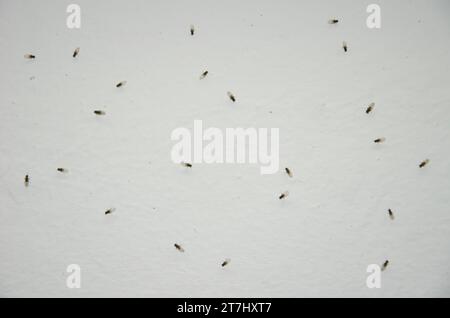 Small fruit flies Drosophila sp. The Nublo Rural Park. Tejeda. Gran Canaria. Canary Islands. Spain. Stock Photo