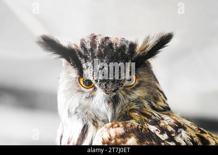 Portrait of an eagle owl. Bird in close-up. Stock Photo