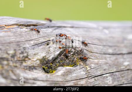 Close-up of wood ants on old wood. Insects in natural surroundings. Formica. Stock Photo