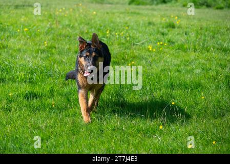 Young German Shepherd running through a field in mid summer sunshine. Stock Photo